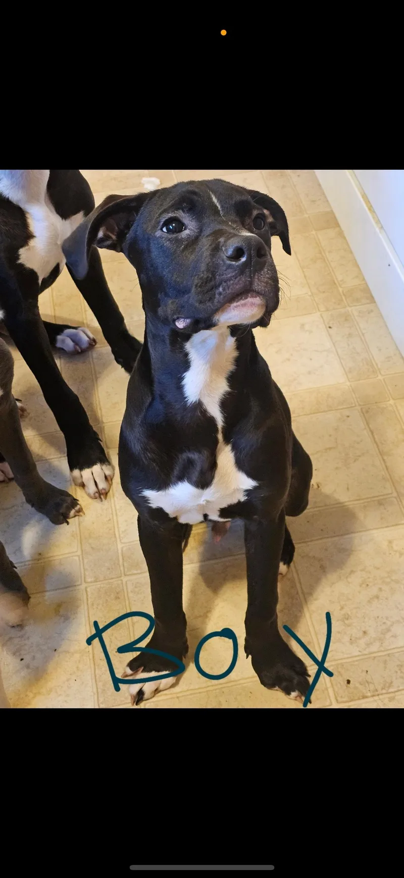 Urgent! Smokey & Co thumbnail 4