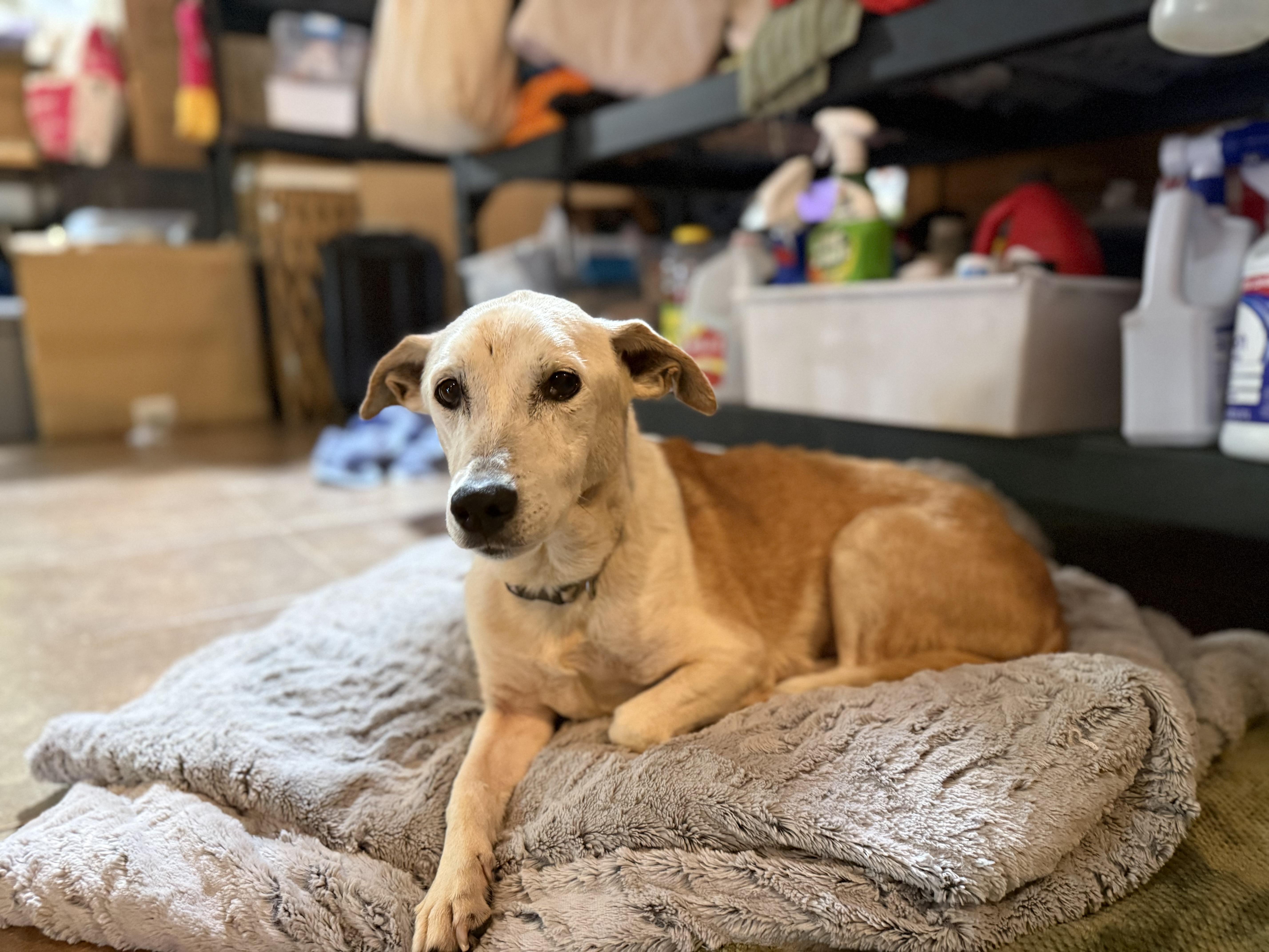An adult medium-sized female Bicolor Terrier dog named Lucille: Waiting To Exhale for adoption in Pennington, NJ