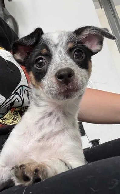 Matcha The Puppy thumbnail 2