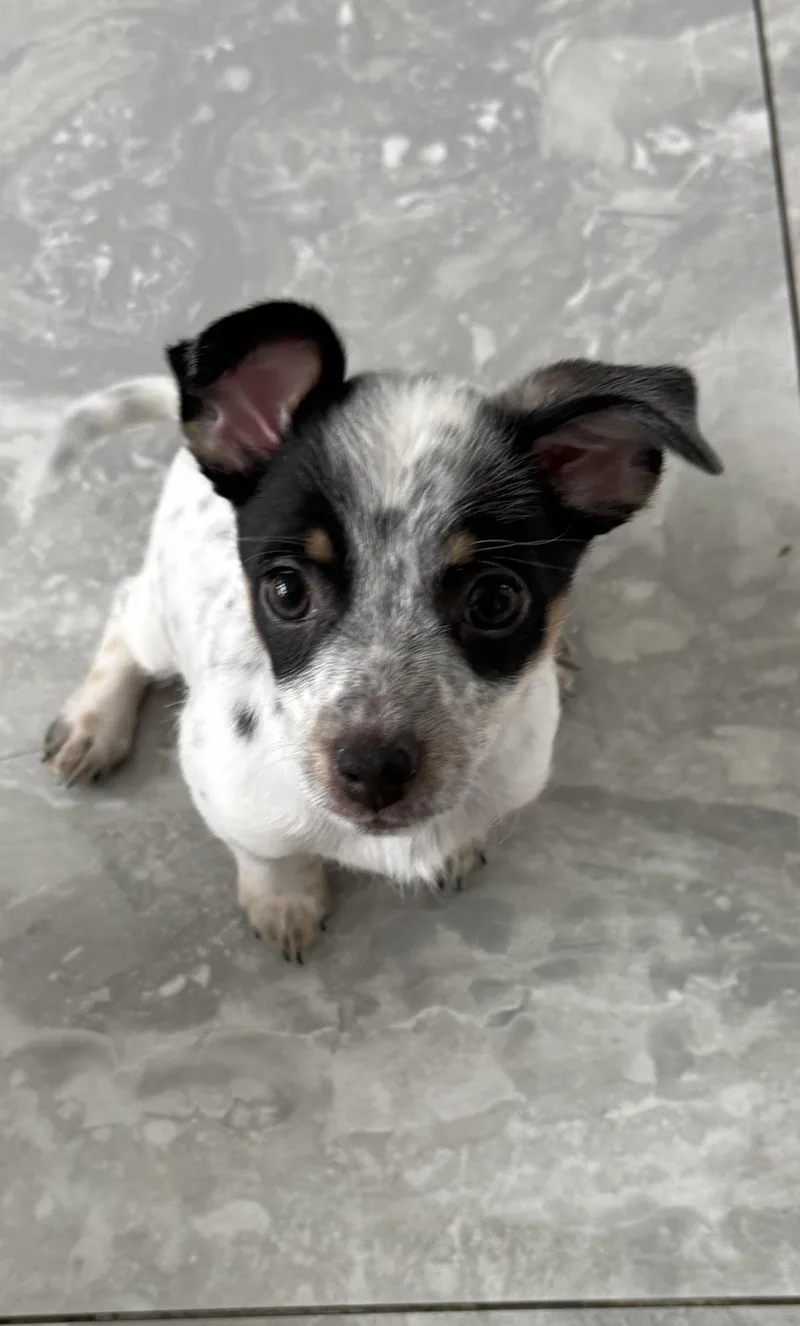 Matcha The Puppy thumbnail 3