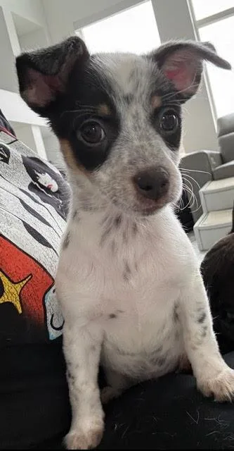 Matcha The Puppy thumbnail 4