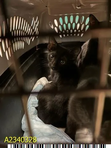 A baby small-sized female Domestic Short Hair cat named Nova for adoption in West Palm Beach, FL