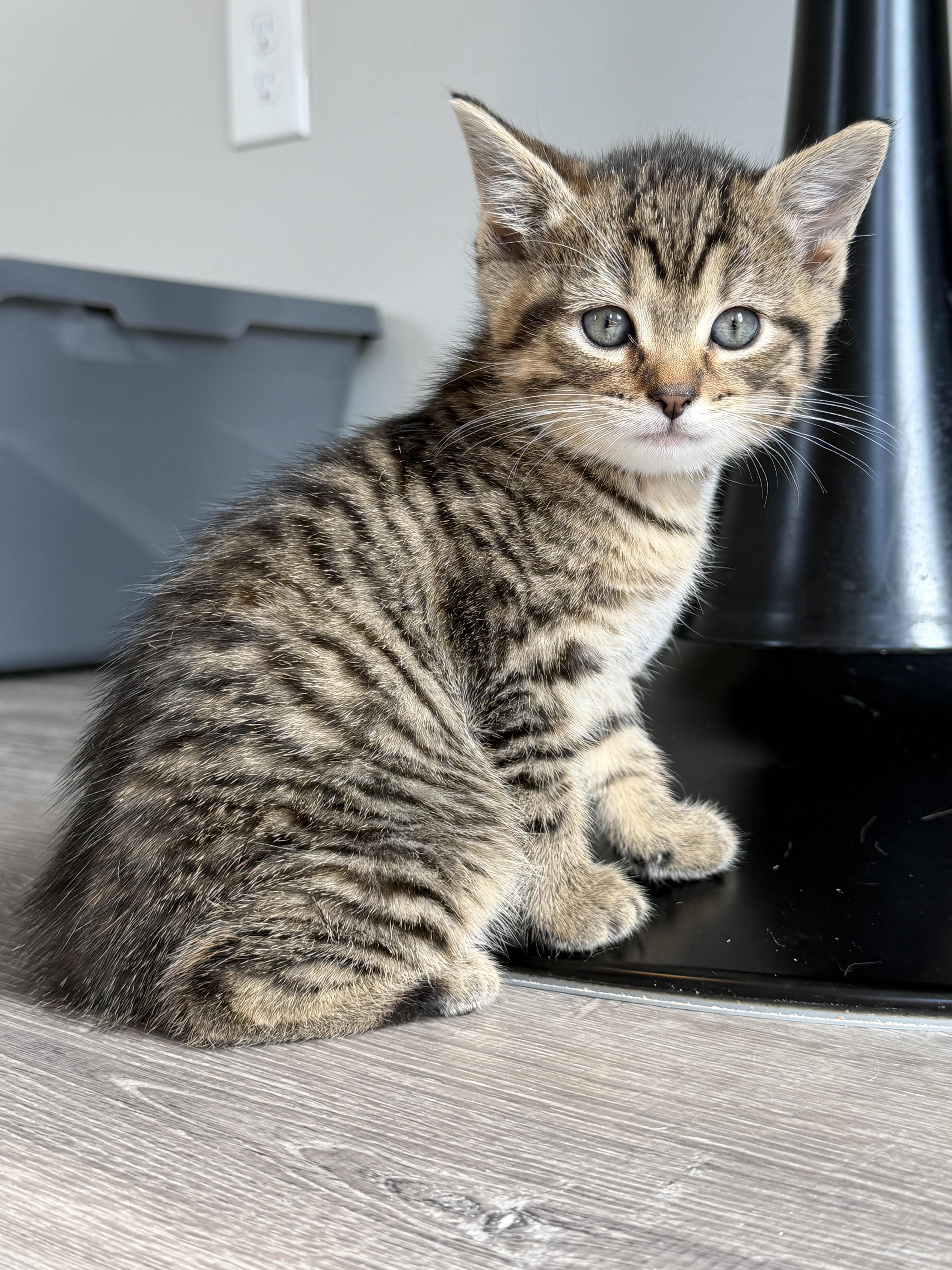 A baby small-sized female Domestic Short Hair cat named Treble for adoption in Hershey, PA