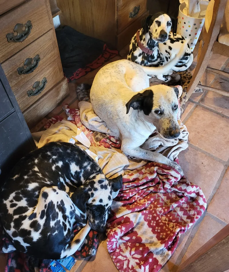 Valentina thumbnail 3