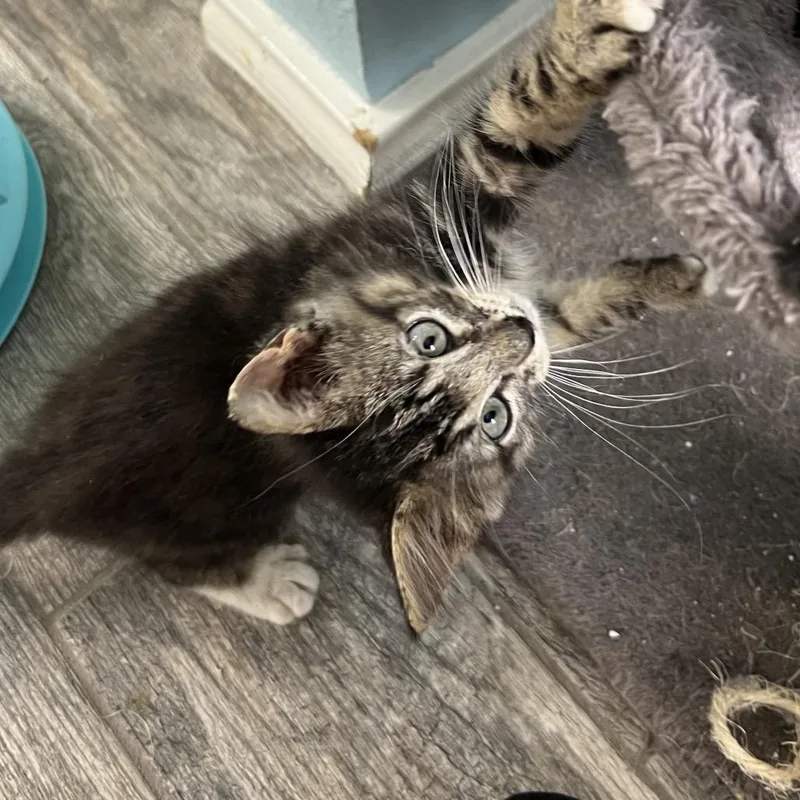 A baby small-sized male Black Domestic Medium Hair cat named Nugget for adoption in San Antonio, TX