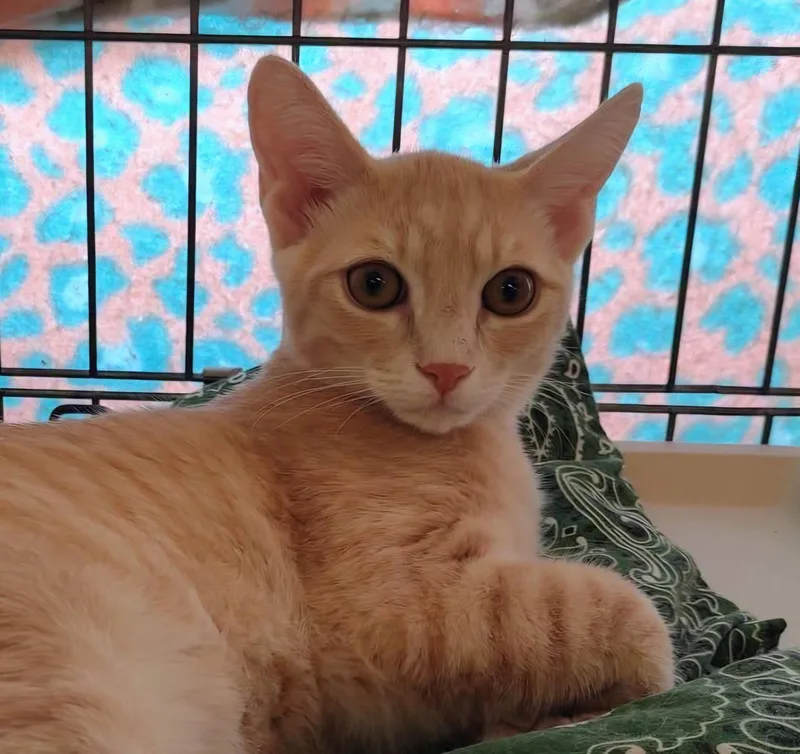 A baby medium-sized male Buff / Tan / Fawn Domestic Short Hair cat named Ross for adoption in Raritan, NJ
