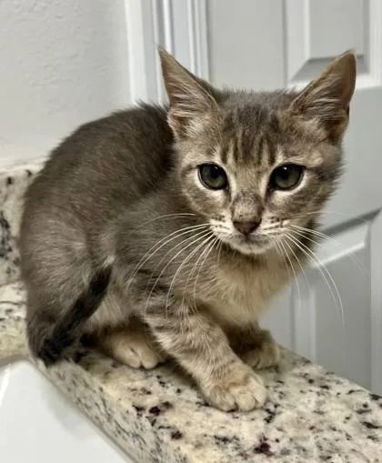 A baby small-sized male Domestic Short Hair cat named Arlo for adoption in Madison, NJ