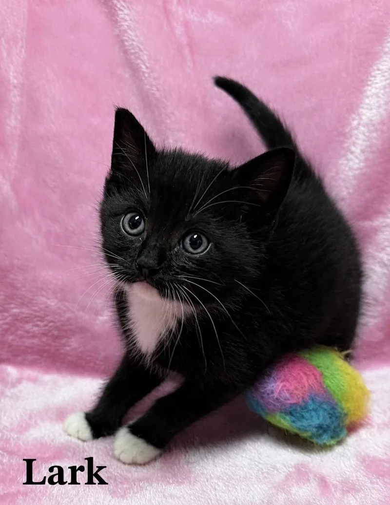 A baby medium-sized male Black & White / Tuxedo Tuxedo cat named Lark for adoption in Buford, GA