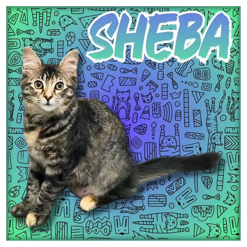 Sheba