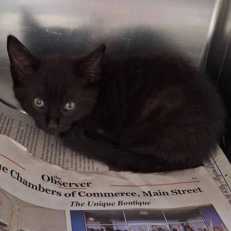 A baby small-sized male Black Domestic Short Hair cat named Nolan for adoption in Auburn, AL