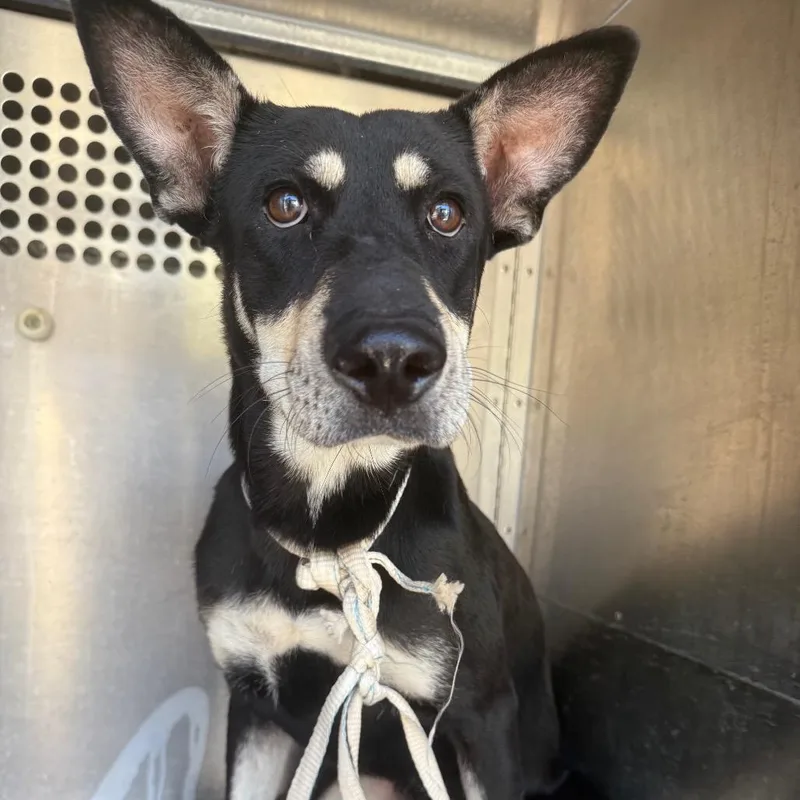 An adult medium-sized female Black Shepherd dog named Dolly Pawton for adoption in Stephens City, VA