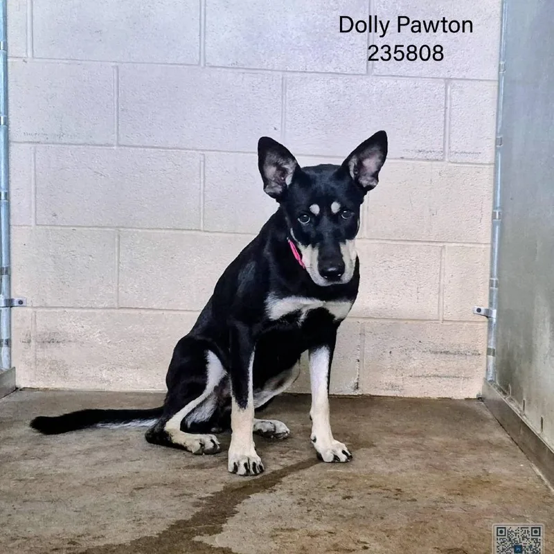 Dolly Pawton thumbnail 2