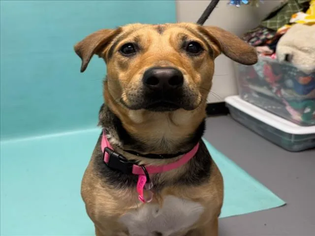 A young large-sized female German Shepherd Dog dog named Lana for adoption in Loveland, CO