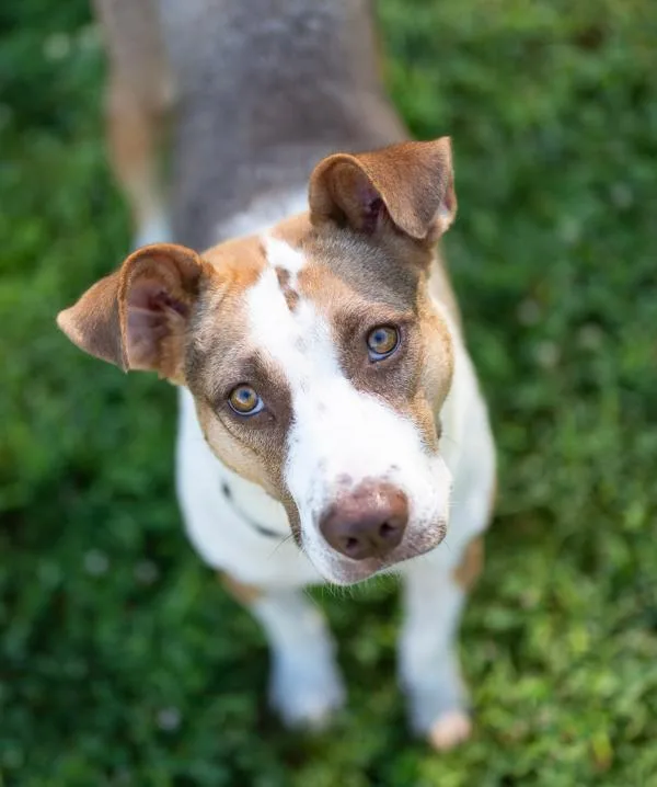An adult medium-sized female Anatolian Shepherd dog named Clara Belle for adoption in Stratham, NH