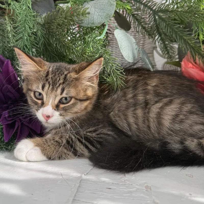 A baby small-sized male Brown / Chocolate Domestic Short Hair cat named Brouhaha Mayhem for adoption in Eaton Rapids, MI