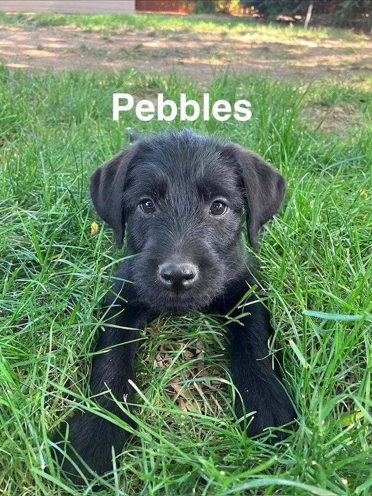 Pebbles