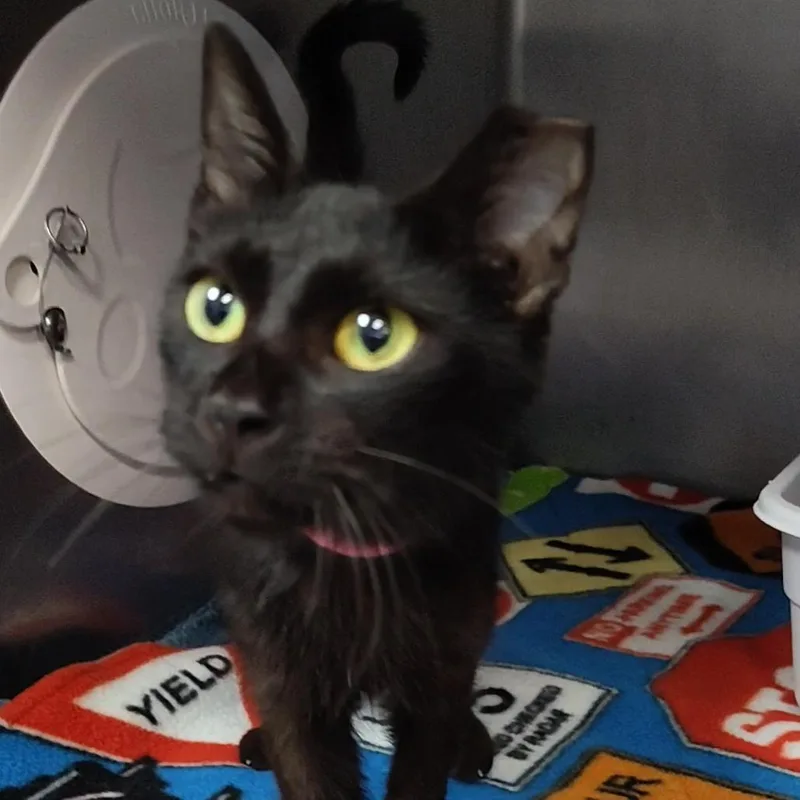 A young small-sized female Black Domestic Short Hair cat named Inky for adoption in Lakeland, FL