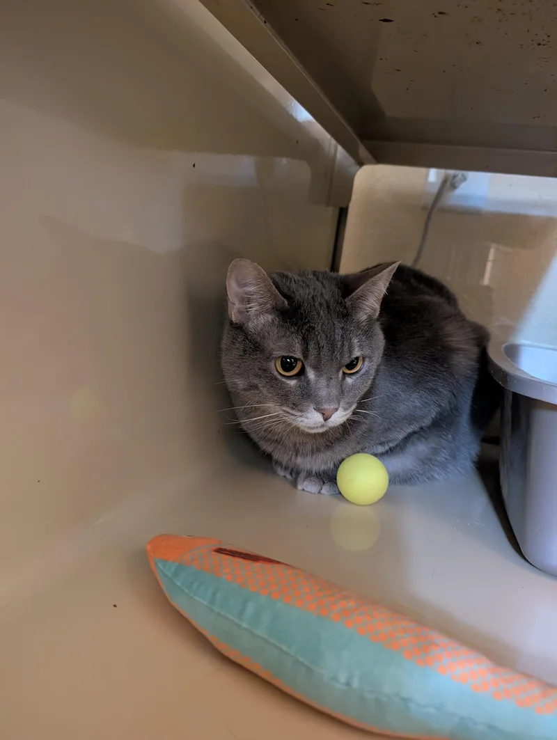 An adult medium-sized female Gray / Blue / Silver Domestic Short Hair cat named Zola for adoption in Portland, OR