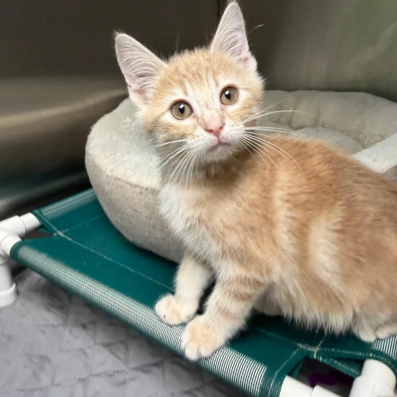 A baby small-sized male Orange / Red Domestic Short Hair cat named The Flying Dutchman for adoption in Waynesville, NC
