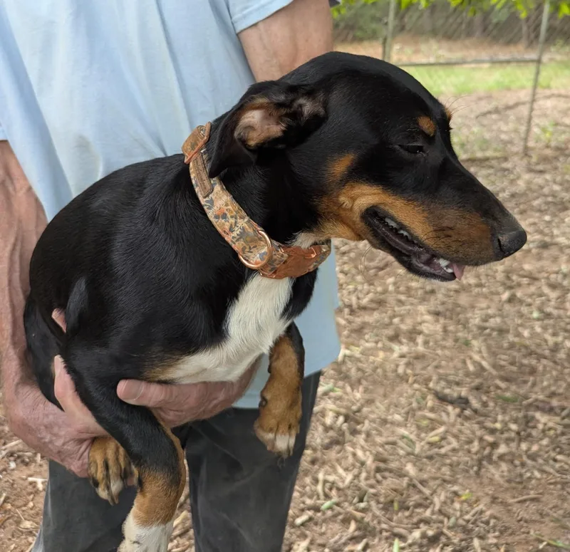 A young small-sized female Tricolor (Brown, Black, & White) Dachshund dog named Winniewinkle for adoption in Milner, GA