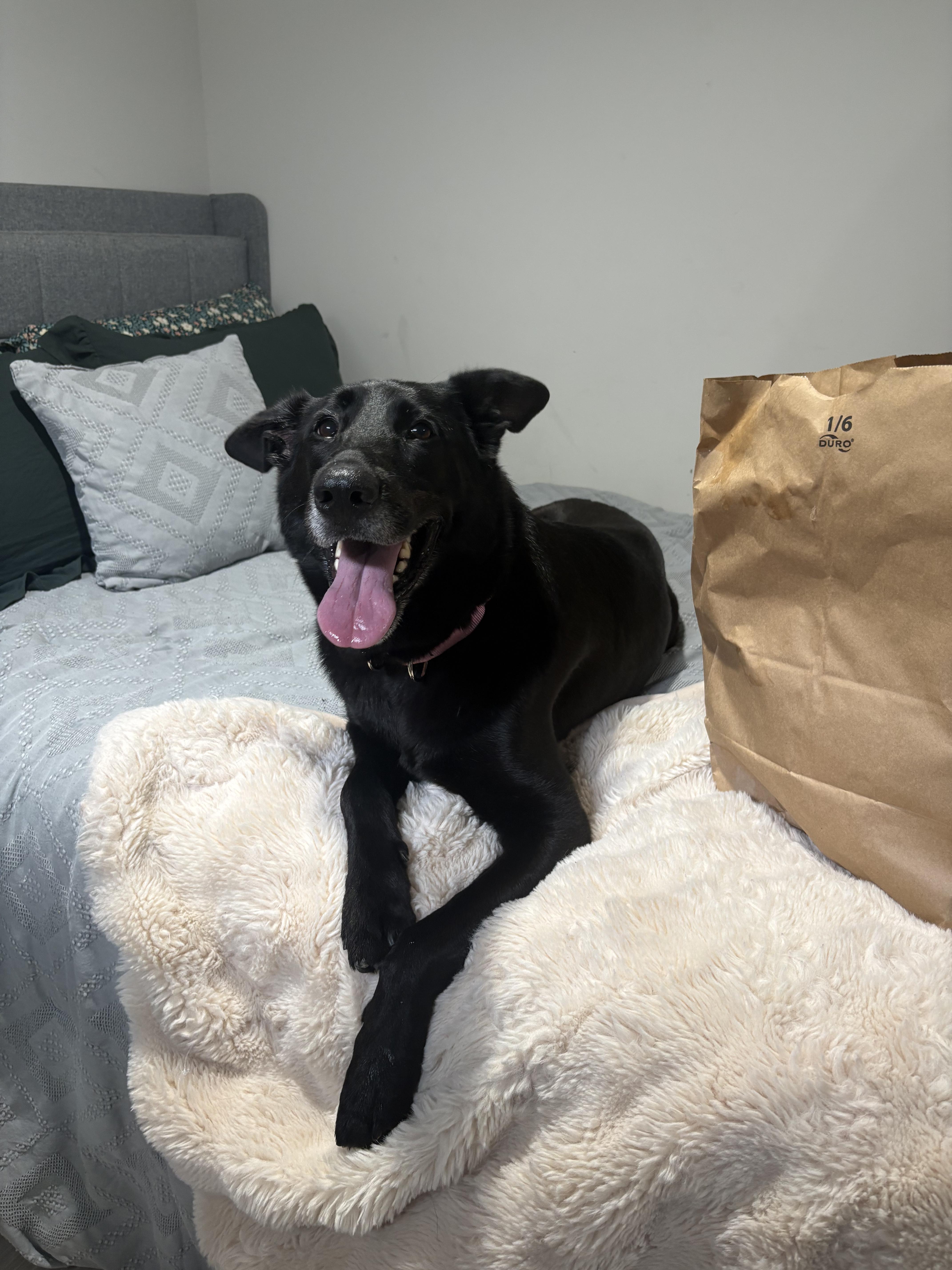An adult large-sized female German Shepherd Dog dog named Fiona for adoption in Winthrop, MA