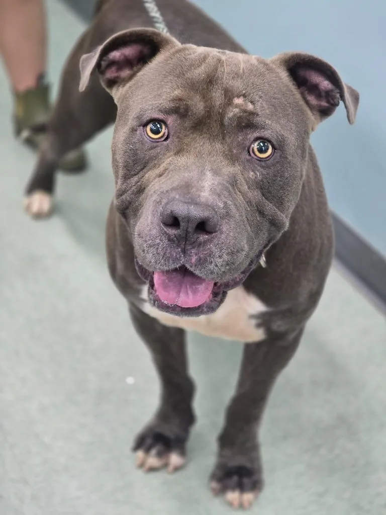A young medium-sized male Pit Bull Terrier dog named Angus for adoption in Danielsville, GA