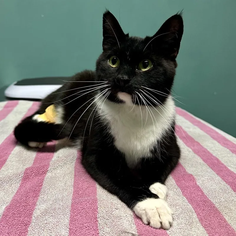 Whiskers thumbnail 2