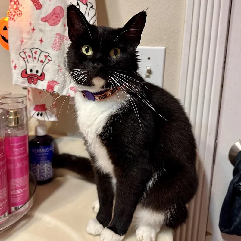 Whiskers thumbnail 3