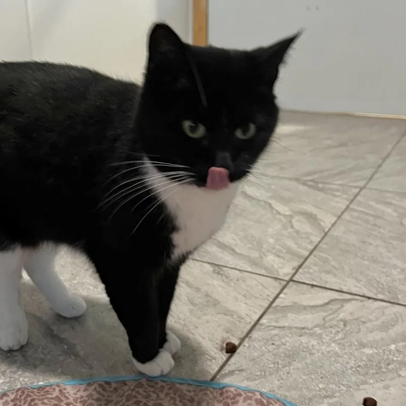 Whiskers thumbnail 4