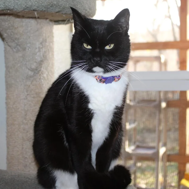 Whiskers thumbnail 5