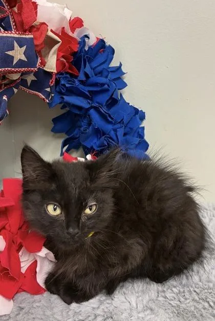 A baby medium-sized male Domestic Long Hair cat named Abyss for adoption in Picayune, MS