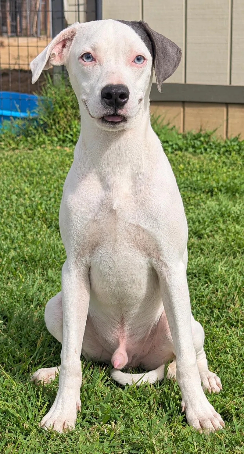 A young medium-sized male White / Cream Coonhound dog named Biscuit for adoption in Jackson, GA