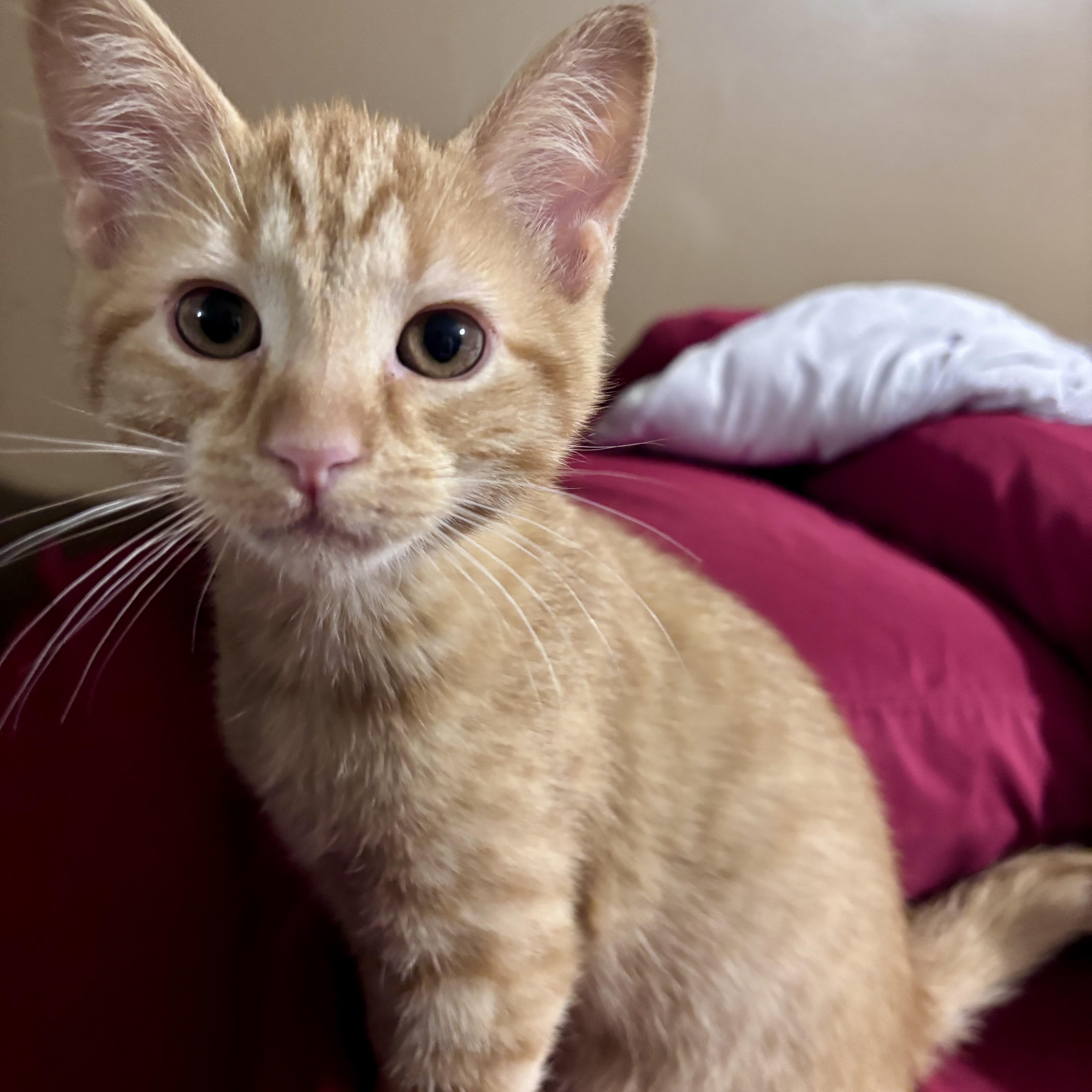 A baby medium-sized male Tabby (Orange / Red) Domestic Short Hair cat named Charles for adoption in West Jefferson, OH