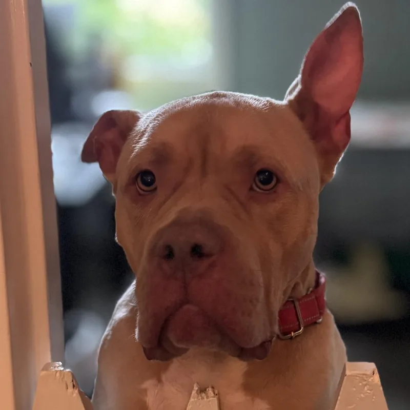 An adult large-sized female Yellow / Tan / Blond / Fawn Pit Bull Terrier dog named Jade for adoption in Pittsford, VT
