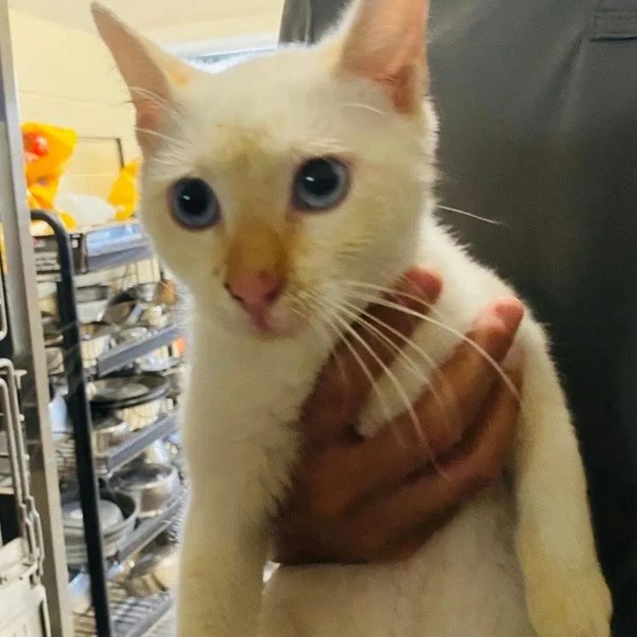 A young medium-sized male Flame Point Siamese cat named Cheesy for adoption in Austin, TX