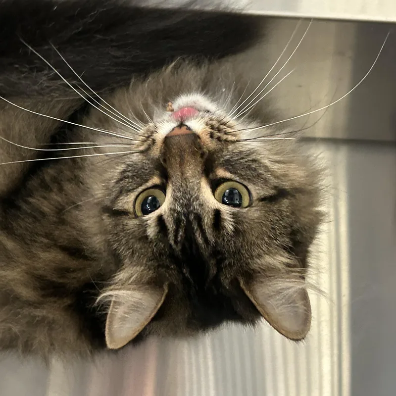 An adult medium-sized female Domestic Long Hair cat named Tina for adoption in Sudbury, MA