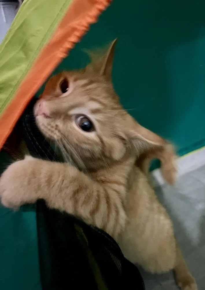 Sherbert thumbnail 5