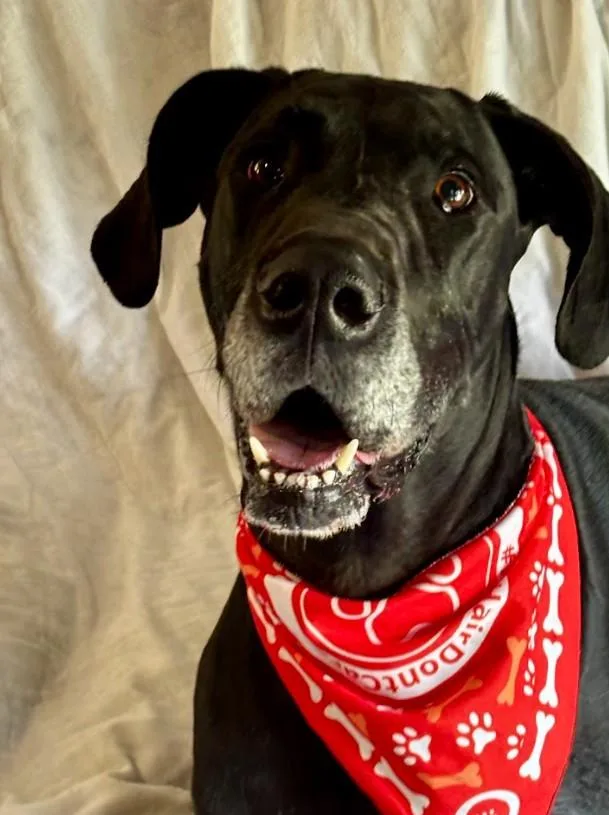 An adult extra large-sized male Black Great Dane dog named Walker for adoption in Joppa, AL