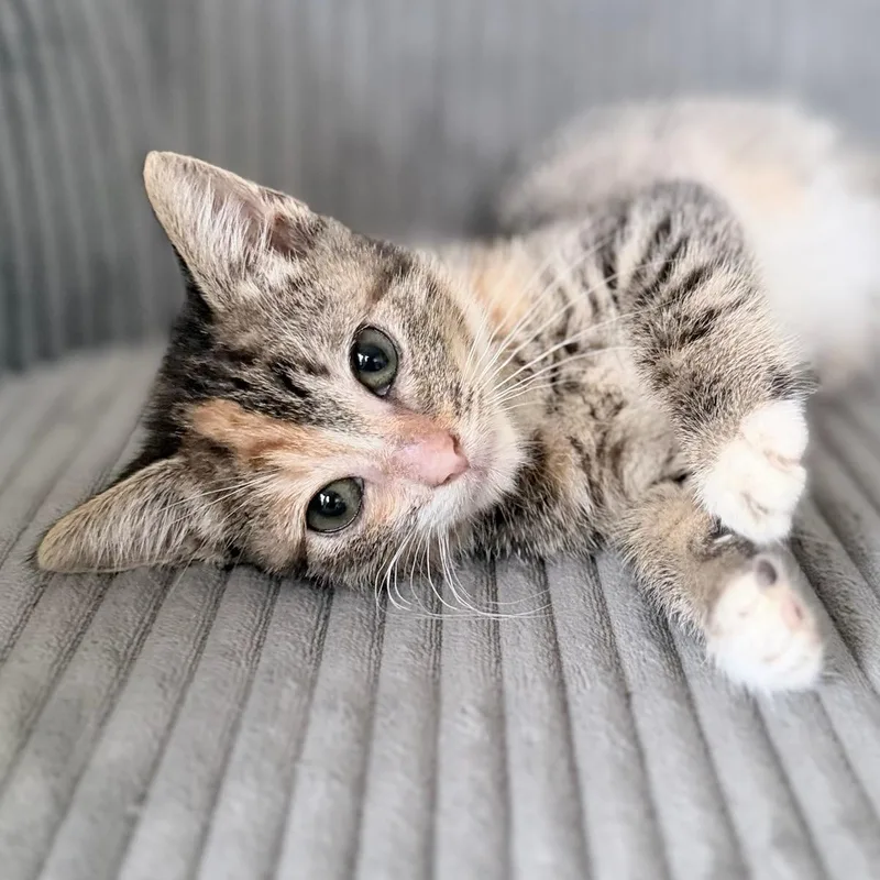 A baby medium-sized female Domestic Short Hair cat named Sarah for adoption in Honeoye, NY