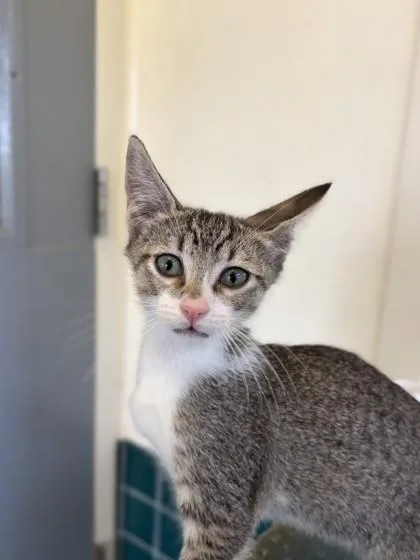 A baby small-sized male Domestic Short Hair cat named Blue for adoption in Honolulu, HI