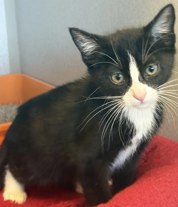 A baby medium-sized female Domestic Short Hair cat named Rowdy for adoption in Napa, CA