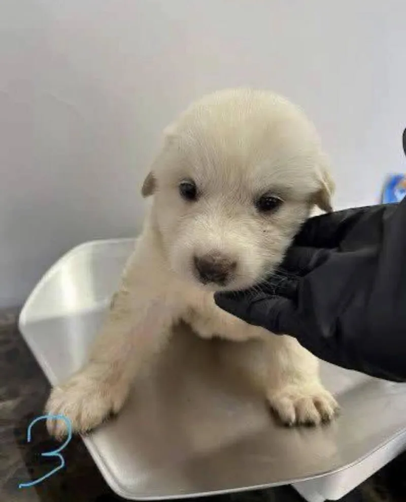 A baby small-sized female Great Pyrenees dog named Addison Pups: Annie for adoption in Dallas, TX