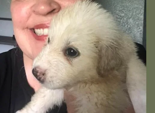 Addison Pups: Annie thumbnail 2