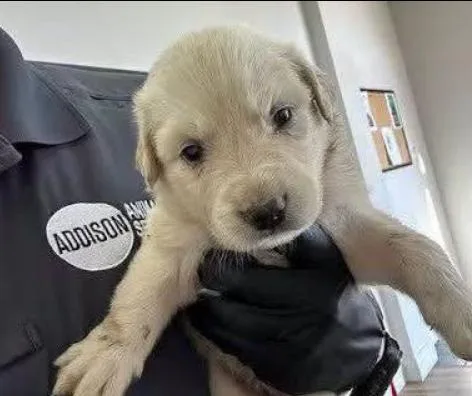 Addison Pups: Annie thumbnail 3