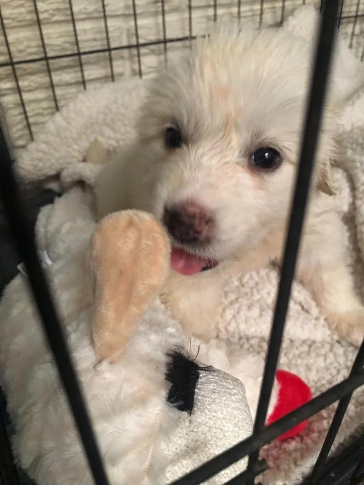 Addison Pups: Annie thumbnail 4