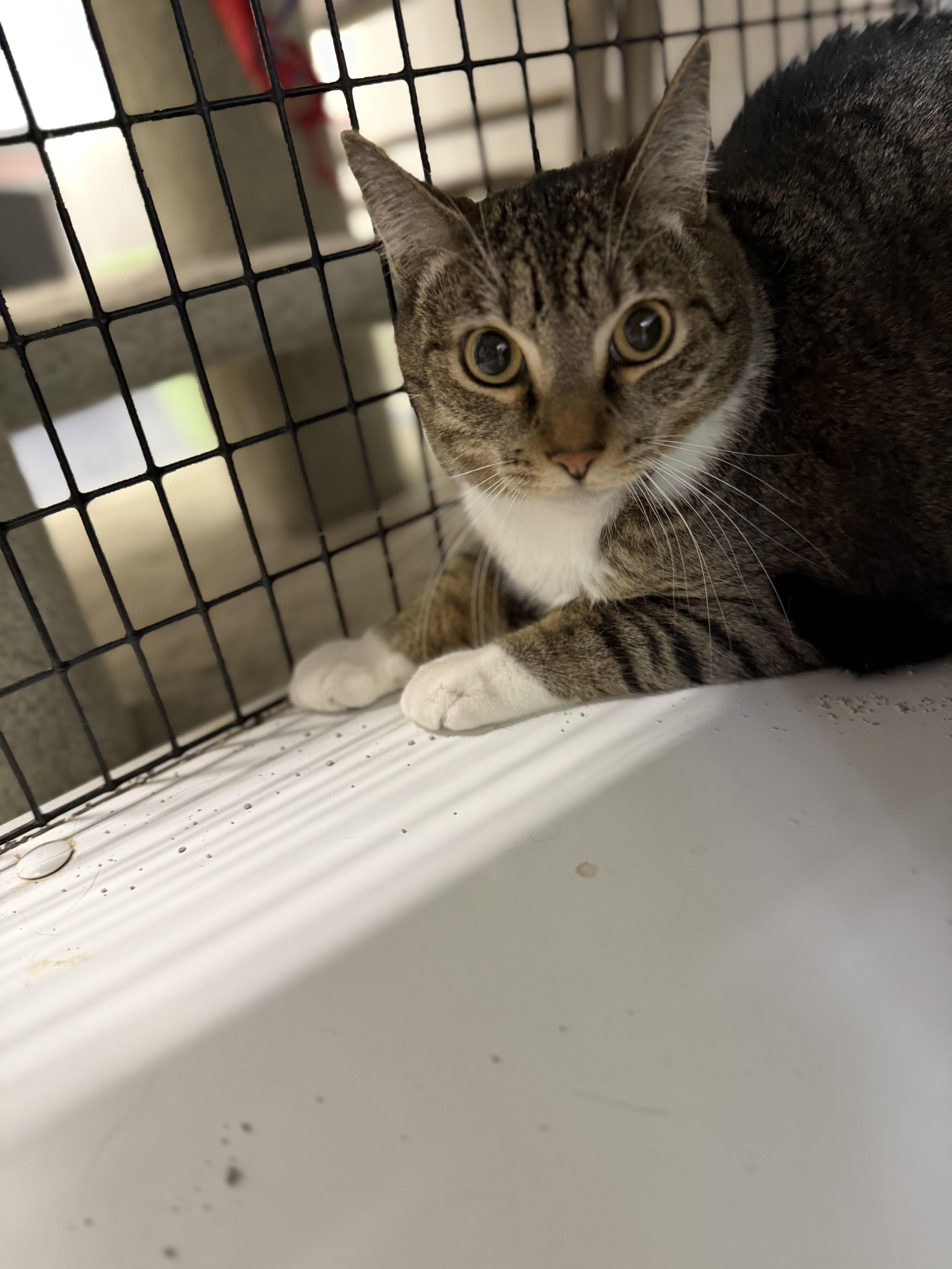An adult medium-sized female Tabby (Buff / Tan / Fawn) Domestic Short Hair cat named Pepper for adoption in Sonora, CA