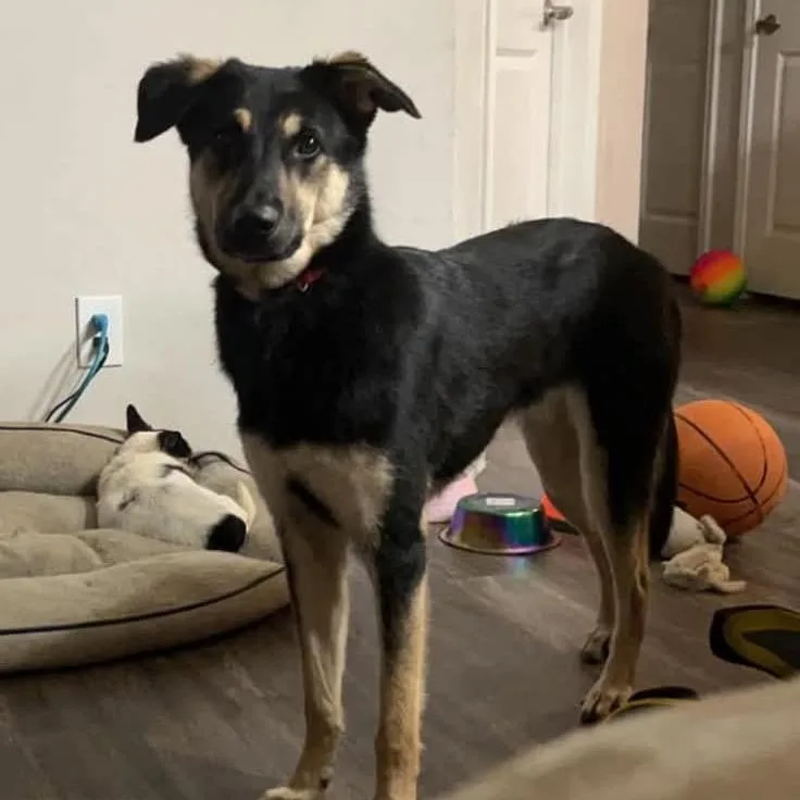 An adult medium-sized male Black German Shepherd Dog dog named Axl for adoption in Aledo, TX