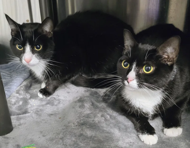 An adult large-sized male Black Domestic Short Hair cat named Tricia  &  for adoption in Amityville, NY
