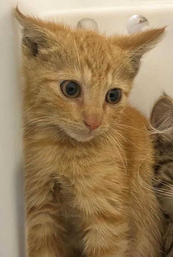 A baby small-sized male Domestic Short Hair cat named Spinach for adoption in Staten Island, NY