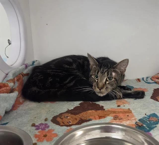 An adult small-sized male Domestic Short Hair cat named Charles for adoption in Indianapolis, IN